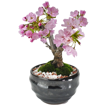 【母の日】5月開花 遅咲きの満開ミニ桜の盆栽  万古焼
