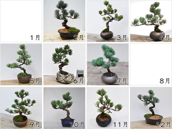 五葉松 | BOTANY HOUSE