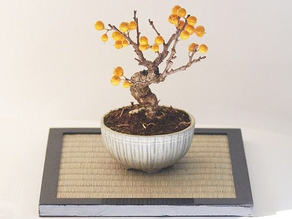 つる梅の盆栽を販売｜学べる盆栽妙 – 盆栽妙 本店