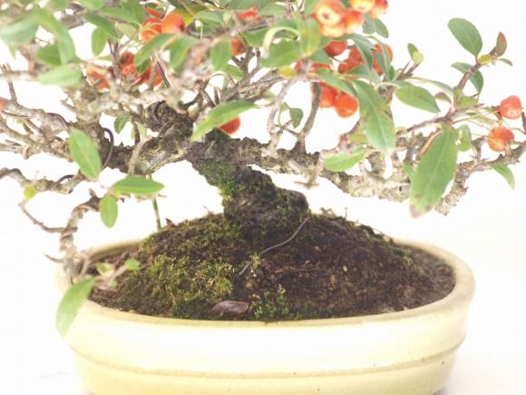 タチバナモドキ 1点もの No.102の盆栽を販売｜学べる盆栽妙 – 盆栽妙 本店