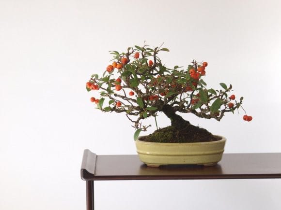 小品盆栽、タチバナモドキ、山採取 沢山の実付き、やや傷や汚れあり 小品盆栽、タチバナモドキ、山採取 沢山の実付き、やや傷や汚れあり