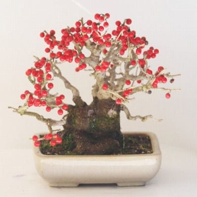 梅もどき　1点もの No.103