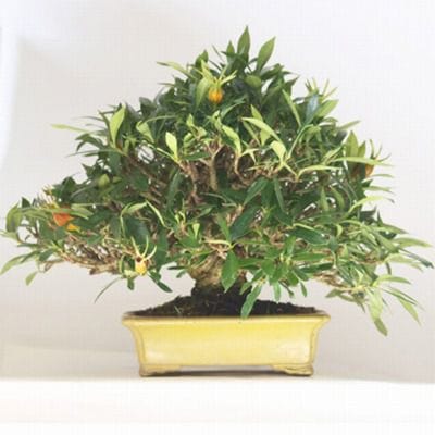 くちなし　1点もの No.104