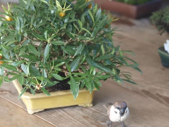 くちなし　1点もの No.104