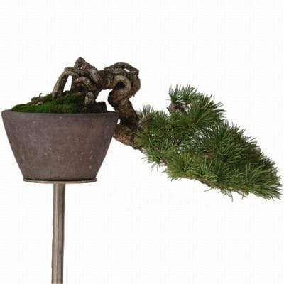 五葉松　1点もの No.105