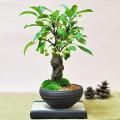 三河盆栽 カイドウ 盆栽 盆栽