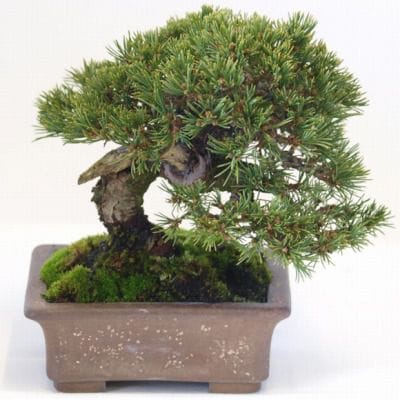 五葉松　1点もの No.106