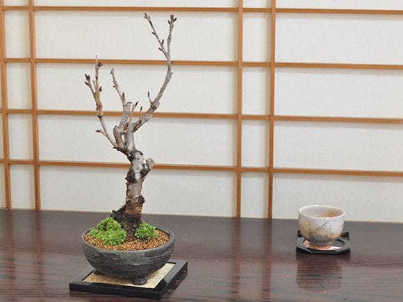 南殿八重桜 を販売｜入門は盆栽妙 – 盆栽妙 本店