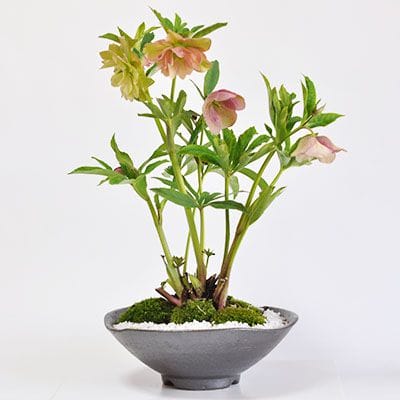 クリスマスローズ