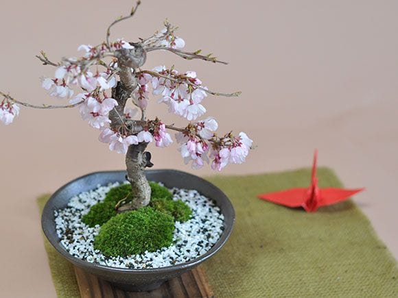 さつき盆栽特集｜東京盆栽｜a-masa-103satuki2023bonsai