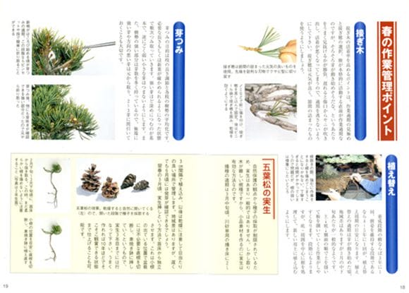 書籍】盆栽 五葉松の育て方 本 ブック 近代出版を販売｜入門は