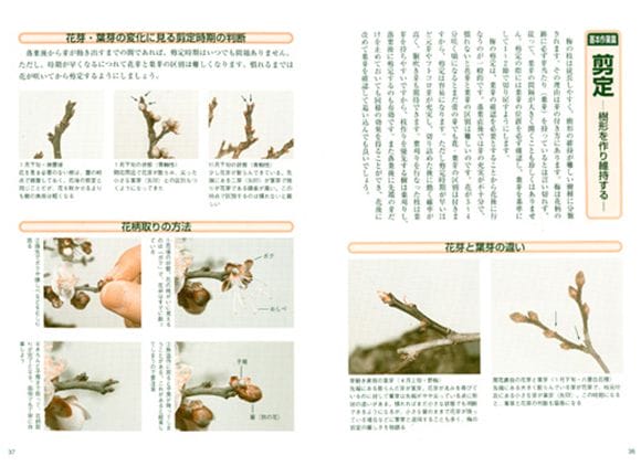 【書籍】盆栽 梅・長寿梅の育て方 本 ブック　近代出版