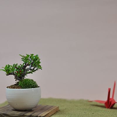 長寿梅ミニミニ　白玉鉢
