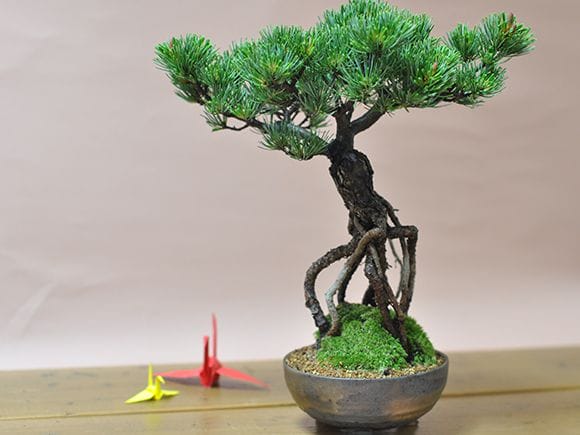 根上がりの五葉松