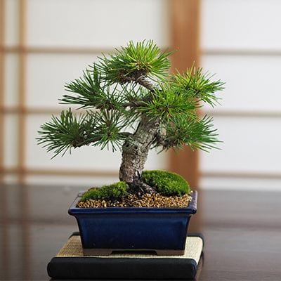 小品盆栽 四国黒松