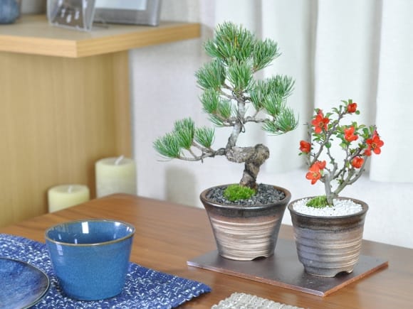 【母の日】松と花 ミニ盆栽ペアセット 五葉松と長寿梅 万古焼陶器鉢