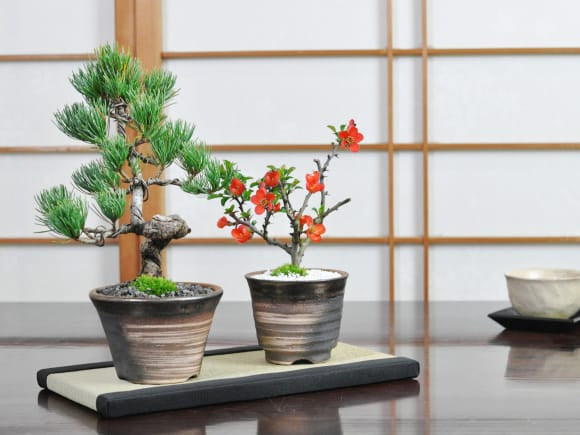 158 盆栽　盆栽鉢　植木鉢　和鉢　松寿 楽天市場】盆栽 五葉松 ゴヨウマツ くらま岩風鉢 鞍馬 ミニ盆栽
