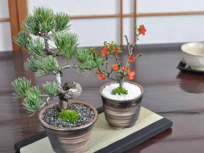 【母の日】松と花 ミニ盆栽ペアセット 五葉松と長寿梅 万古焼陶器鉢