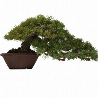 五葉松　1点もの No.108