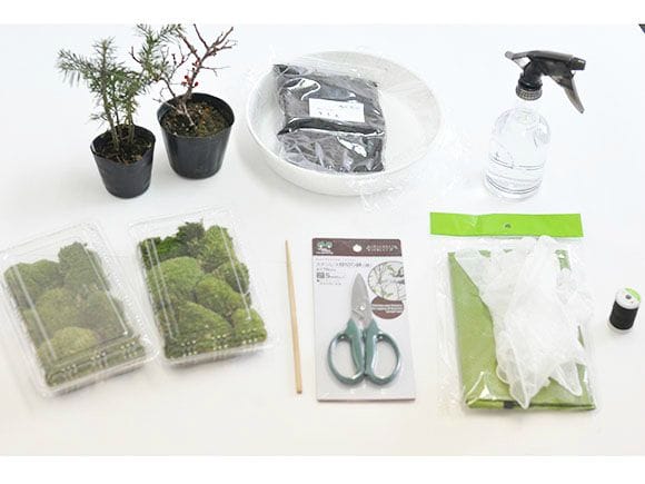 苔玉作りセット 季節の山野草2種類を販売｜盆栽妙 – 盆栽妙 本店