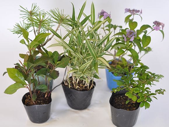 苔玉作りセット 季節の山野草2種類を販売｜盆栽妙 – 盆栽妙 本店