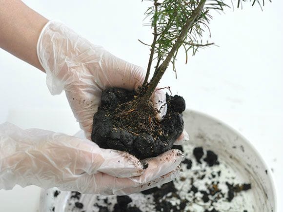 苔玉作りセット 季節の山野草2種類を販売｜盆栽妙 – 盆栽妙 本店