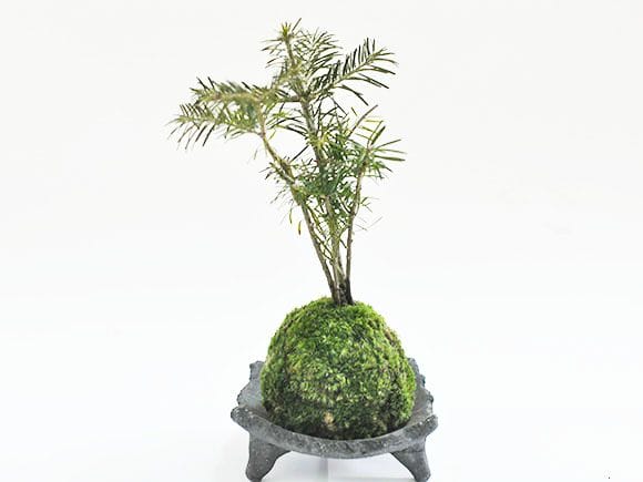 販売再開★完全品/ハイ苔5年物10個セット/庭や苔玉/厚約2cm/長47幅32 販売再開☆完全品/ハイ苔5年物10個セット/庭や苔