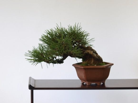 黒松盆栽- 黒松盆栽（くらま鉢）くろまつ クロマツ kuromatu ミニ盆栽 小品