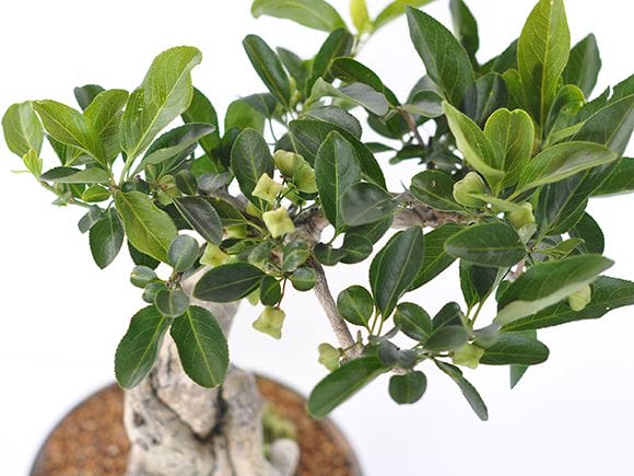 FM.3110.51様 マユミ盆栽　　個性的　　雑木盆栽 マユミの盆栽の販売｜盆栽妙 – 盆栽妙 本店