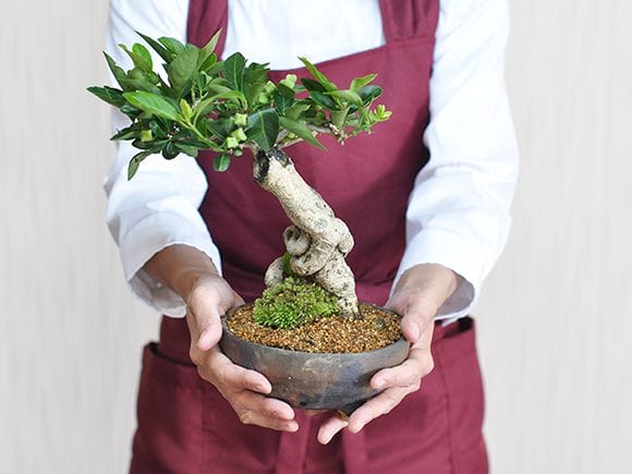 マユミの盆栽の販売｜盆栽妙 – 盆栽妙 本店