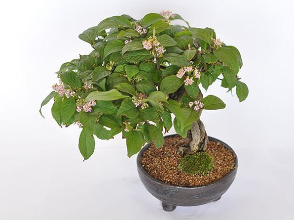 紫式部の盆栽を販売｜盆栽妙 – 盆栽妙 本店