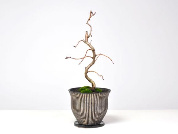 おかめ桜 受け皿付き