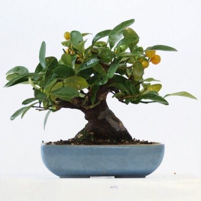 キンズ　1点もの No.111