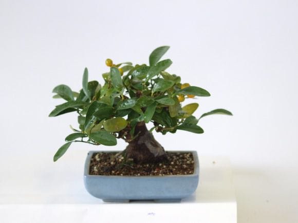 キンズ 1点もの No.111の盆栽を販売｜学べる盆栽妙 – 盆栽妙 本店