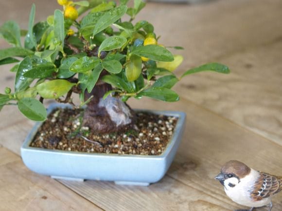 キンズ 1点もの No.111の盆栽を販売｜学べる盆栽妙 – 盆栽妙 本店