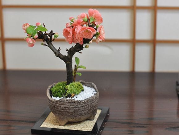 長寿楽の盆栽を販売｜盆栽妙 – 盆栽妙 本店