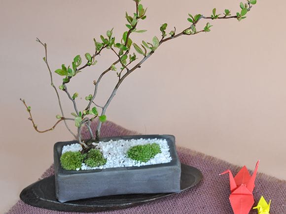 雲龍長寿梅の盆栽を販売｜盆栽妙 – 盆栽妙 本店