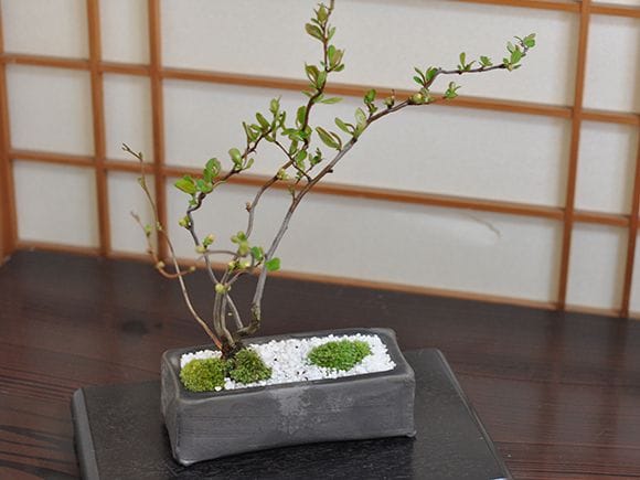 雲龍長寿梅の盆栽を販売｜盆栽妙 – 盆栽妙 本店