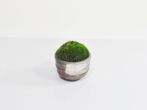 苔丸　おちょこ苔盆栽