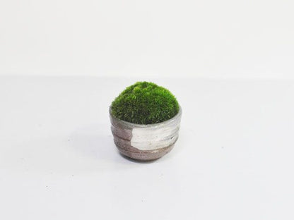 苔丸　おちょこ苔盆栽