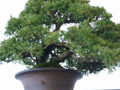 苔丸　おちょこ苔盆栽