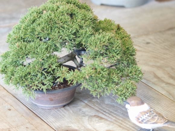 苔丸　おちょこ苔盆栽