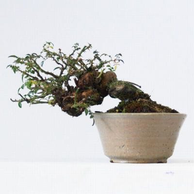 バラ(屋久島)　1点もの No.113