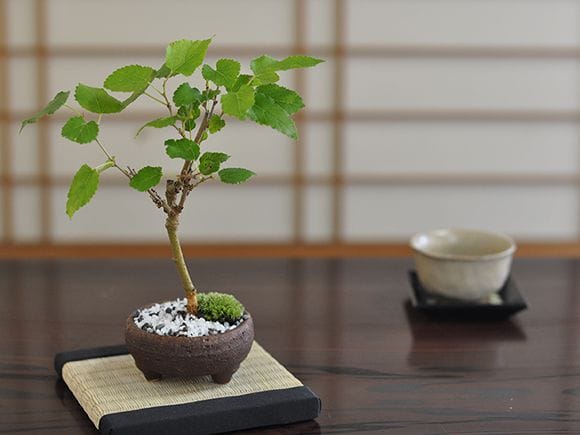 盆栽 『桑』 クワ 実 マルベリー インテリア 観葉植物 送料無料 239 クワ 桑の盆栽を販売｜盆栽妙 – 盆栽妙 本店