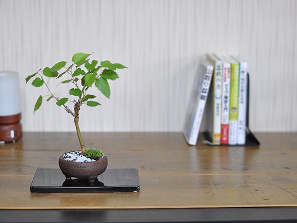 クワ 桑の盆栽を販売｜盆栽妙 – 盆栽妙 本店