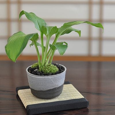 富士ブナの盆栽を販売｜盆栽妙 – 盆栽妙 本店