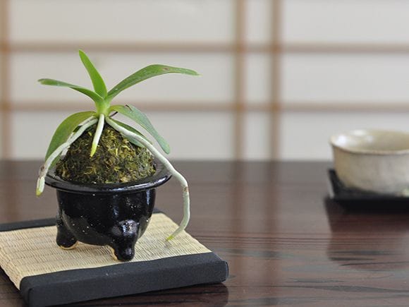 ★山野草　着生蘭★珍品　ナゴラン　大型、特大型セット