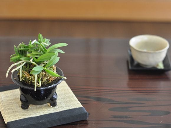 富貴ラン 蘭の盆栽を販売｜盆栽妙 – 盆栽妙 本店