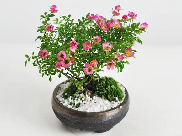 バラ(薔薇)の盆栽を販売｜盆栽妙 – 盆栽妙 本店