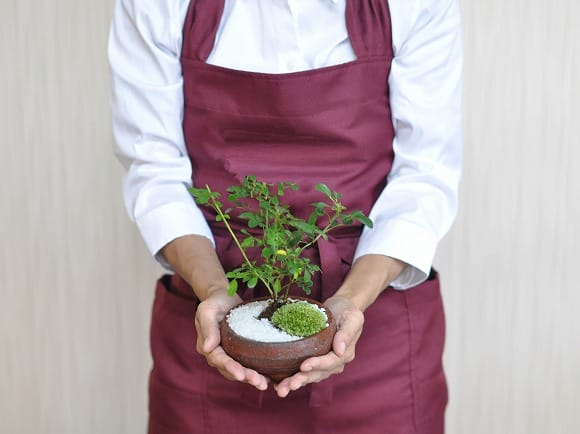 バラ(薔薇)の盆栽を販売｜盆栽妙 – 盆栽妙 本店